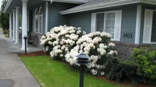 Front exterior of Bridge Creek with blooming white flowers and pathway